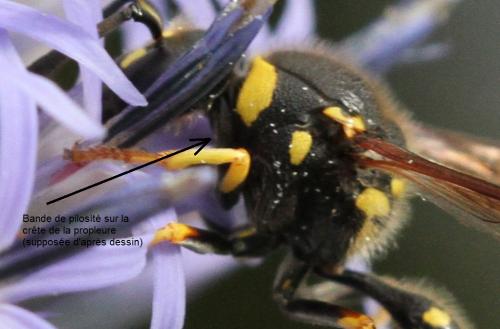 Réf. 317 128 : Eumenes sp.